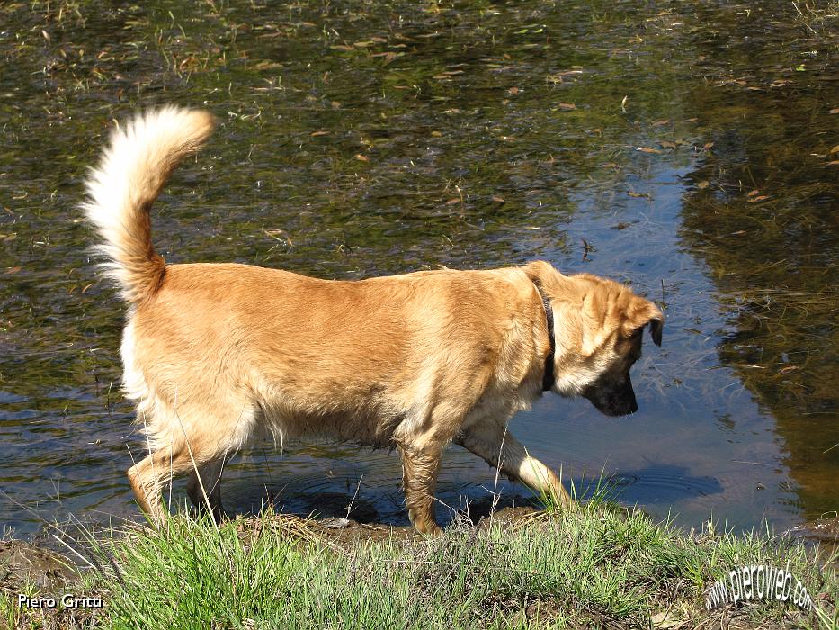 32 Lola sempre alla ricerca di pesci in ogni pozza.jpg